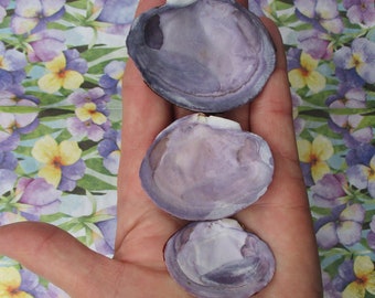 Conchas de almeja morada (15), almeja de barniz morada, conchas de almeja a granel de 1,5 a 2,5"