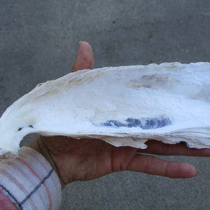 May include: A large, white seashell with a rough, textured surface. The inside of the shell has a faint purple hue.