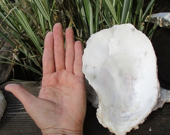 Ostras enormes de 4 a 5" de ancho. Preciosas conchas de ostras en copa de 4 a 10", vendidas individualmente, de 5 a 11" de largo, costos de envío razonables.