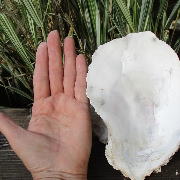 Huge wide 4"-5" wide cup rare oyster shells, sold individually from 6-11" long, reasonable shipping costs