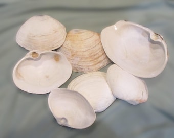 Almejas grandes (4) conchas de hasta 5,5" de PNW, juego de almejas (4) tamaños surtidos, envío razonable