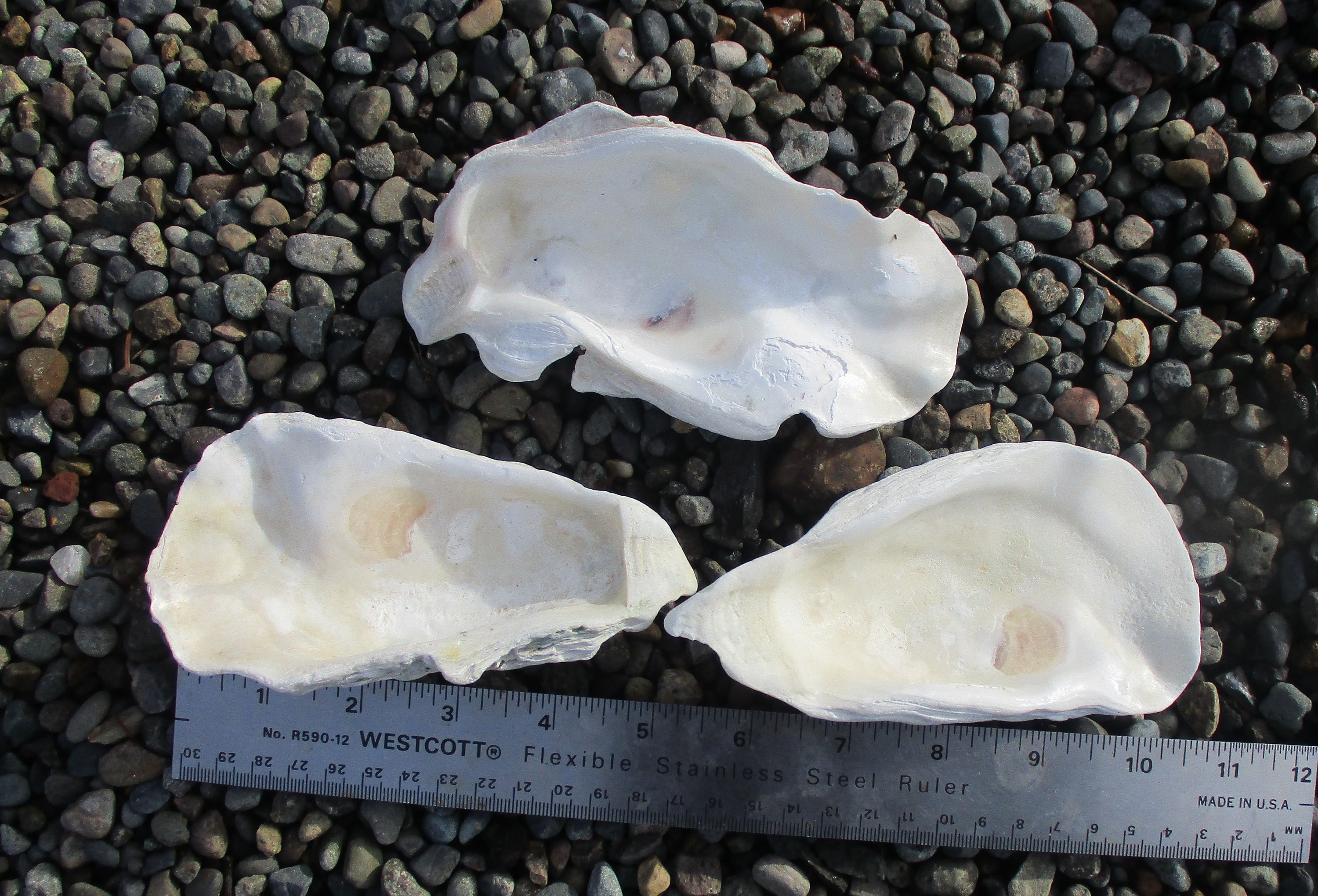 Large oyster shells 3 5 to 5.5 inches set of Etsy