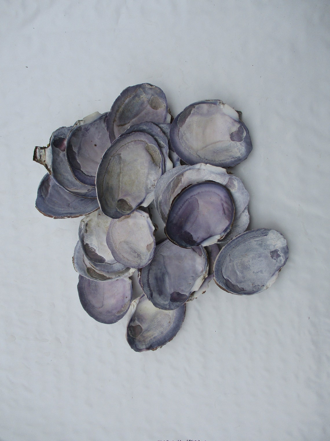 Purple Clam 12 Shells Purple Varnish Clam 1.5 to 2.5 Etsy