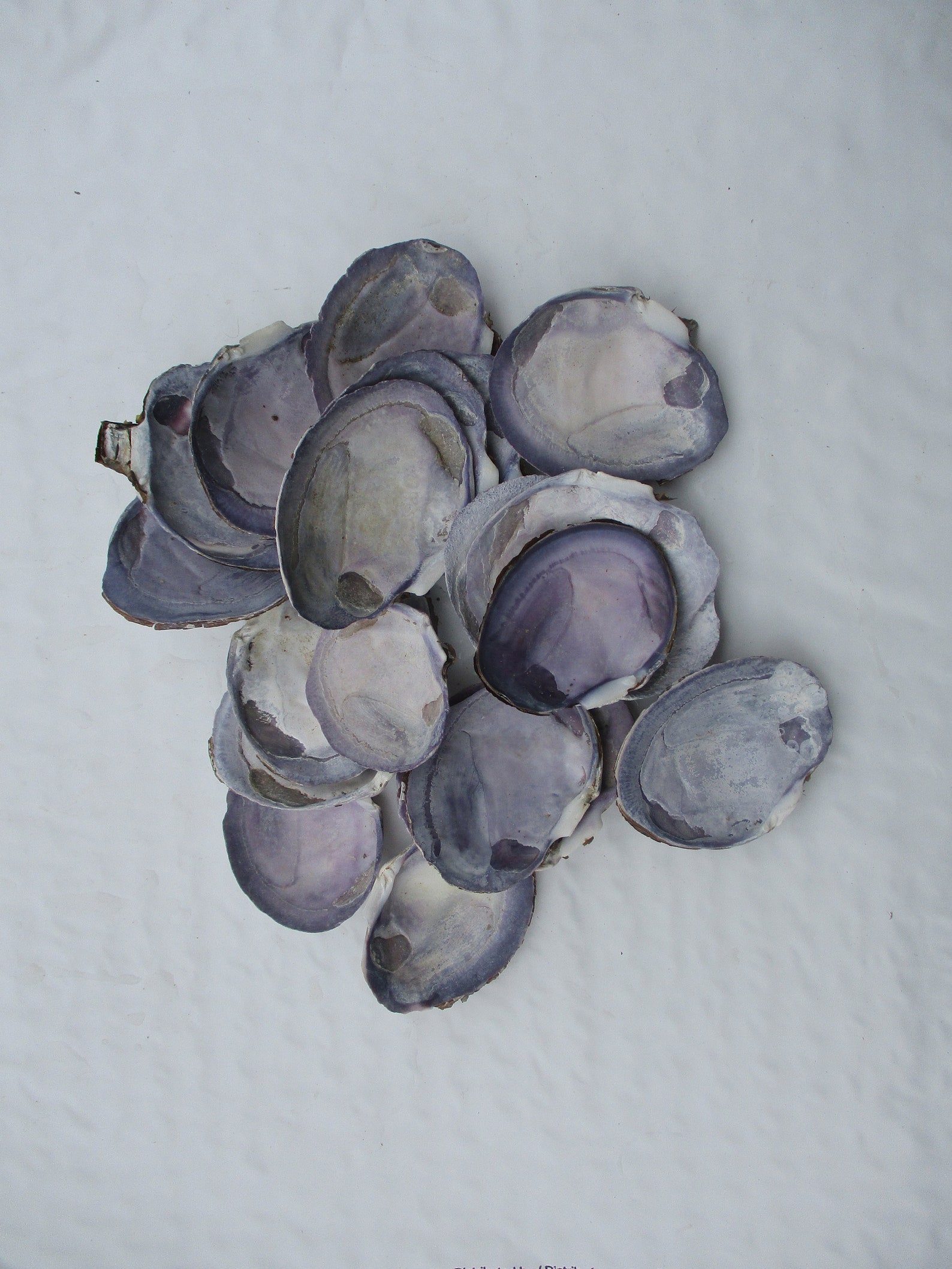 Purple Clam 12 Shells Purple Varnish Clam 1.5 to 2.5 Etsy