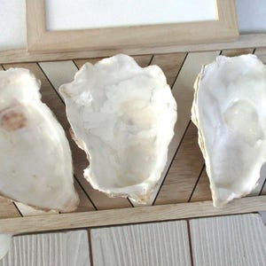 large oyster (3)three 5"cup shells  for DIY, Decoupage shells,