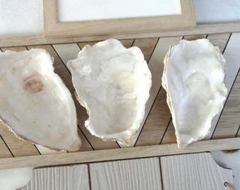 ostras grandes (2-3) tres conchas de 5" para bricolaje, conchas de decoupage,