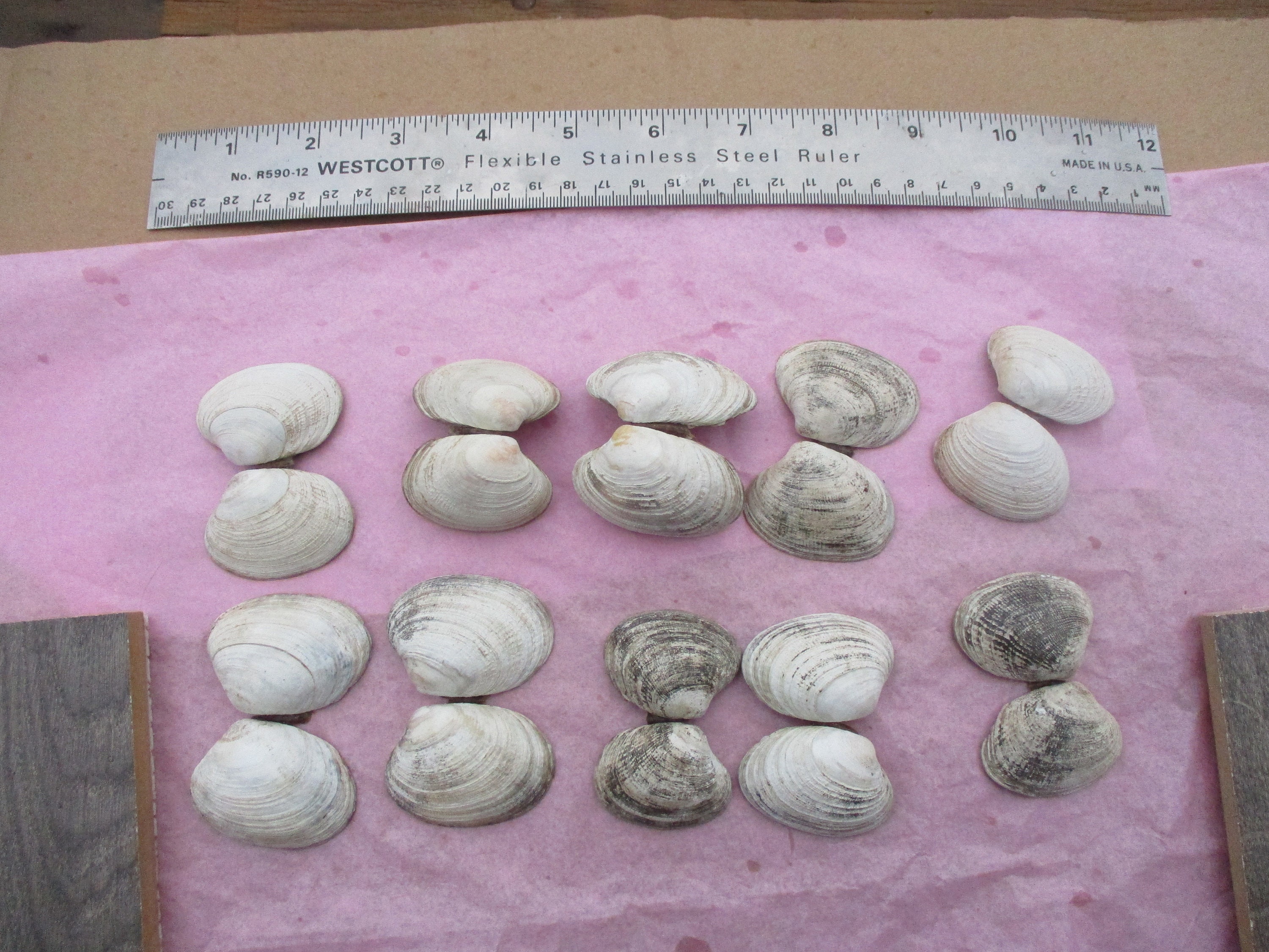 Manila Clam Shells 20 Colorful Clam Shells, 2