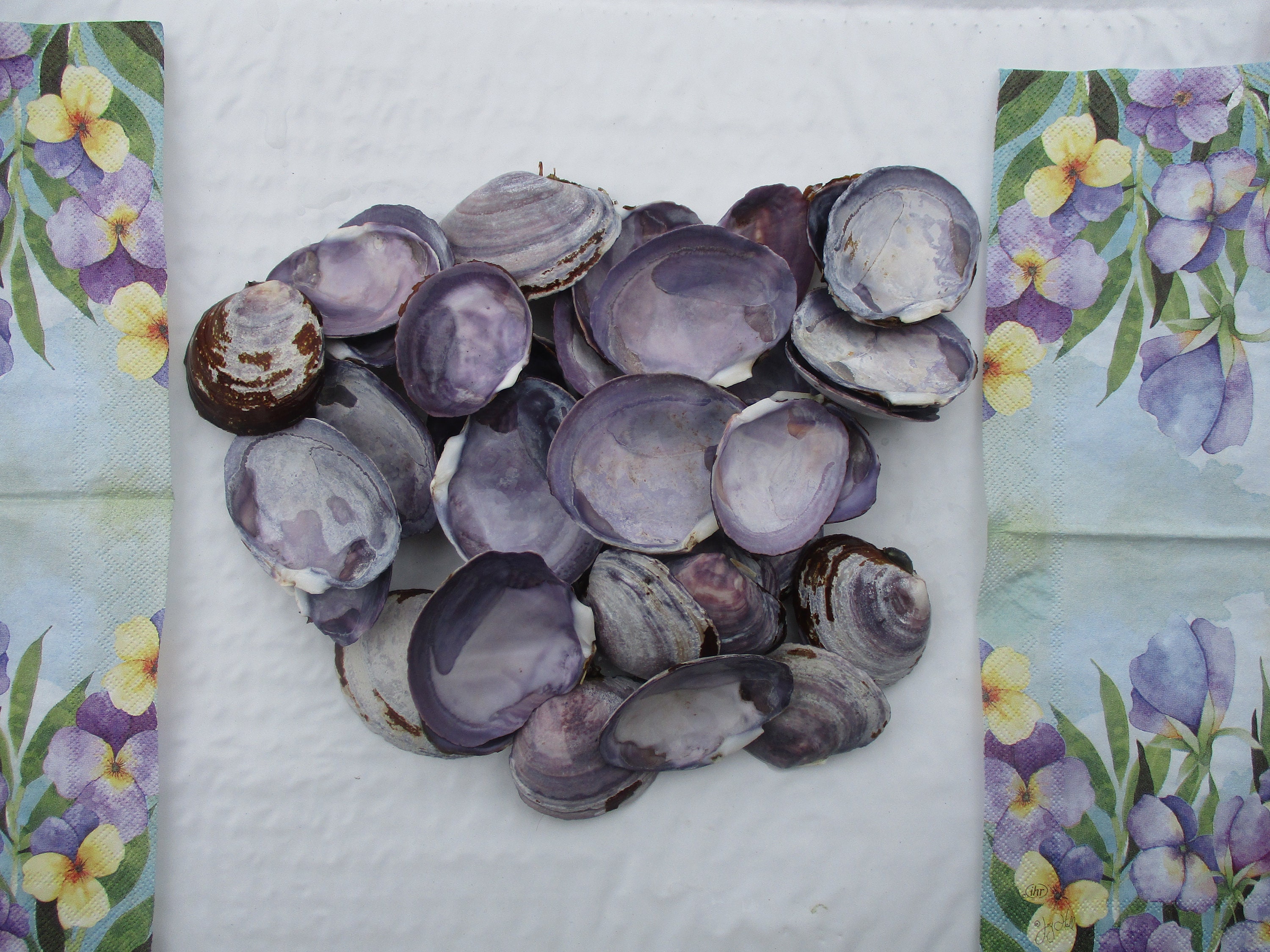 Purple Clam 12 Shells Purple Varnish Clam 1.5 to 2.5 Etsy