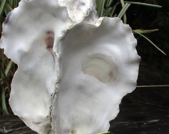 Oyster cluster triple, 3 oyster shell cluster
