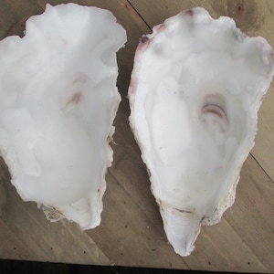 May include: Two white oyster shells with a rough texture. The shells are open and show the inside of the oyster.