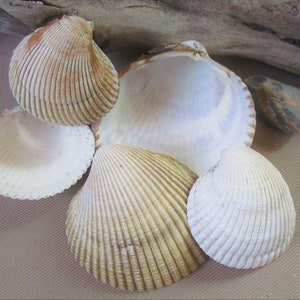 May include: Five seashells of varying sizes and colors. The shells are arranged in a cluster on a brown surface. The shells are a light brown, white, and a darker brown color.