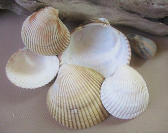 Grandes conchas de berberecho (juegos de 2, 4 y 6 unidades), elegantes conchas marinas naturales estriadas (de 7,5 a 10 cm). También disponibles conchas enteras.