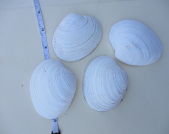 Conchas de almejas grandes de mantequilla, 3-4 pulgadas, decoración de playa, juego de 4 o 7