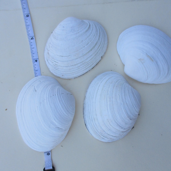 large clam shell, (4) 2.75- 3.75."  shells 4 shells