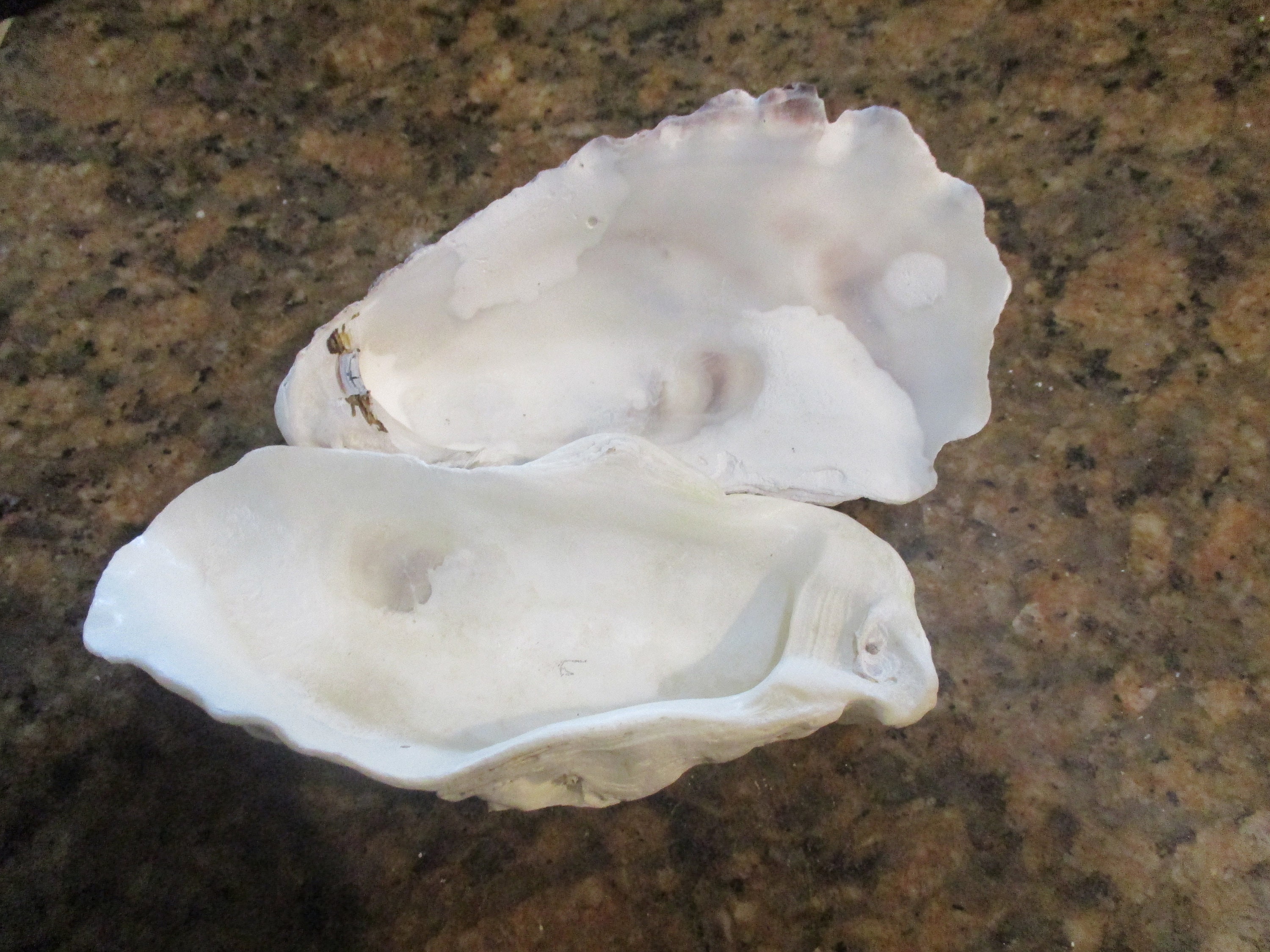 Oyster shell 2 6 Etsy