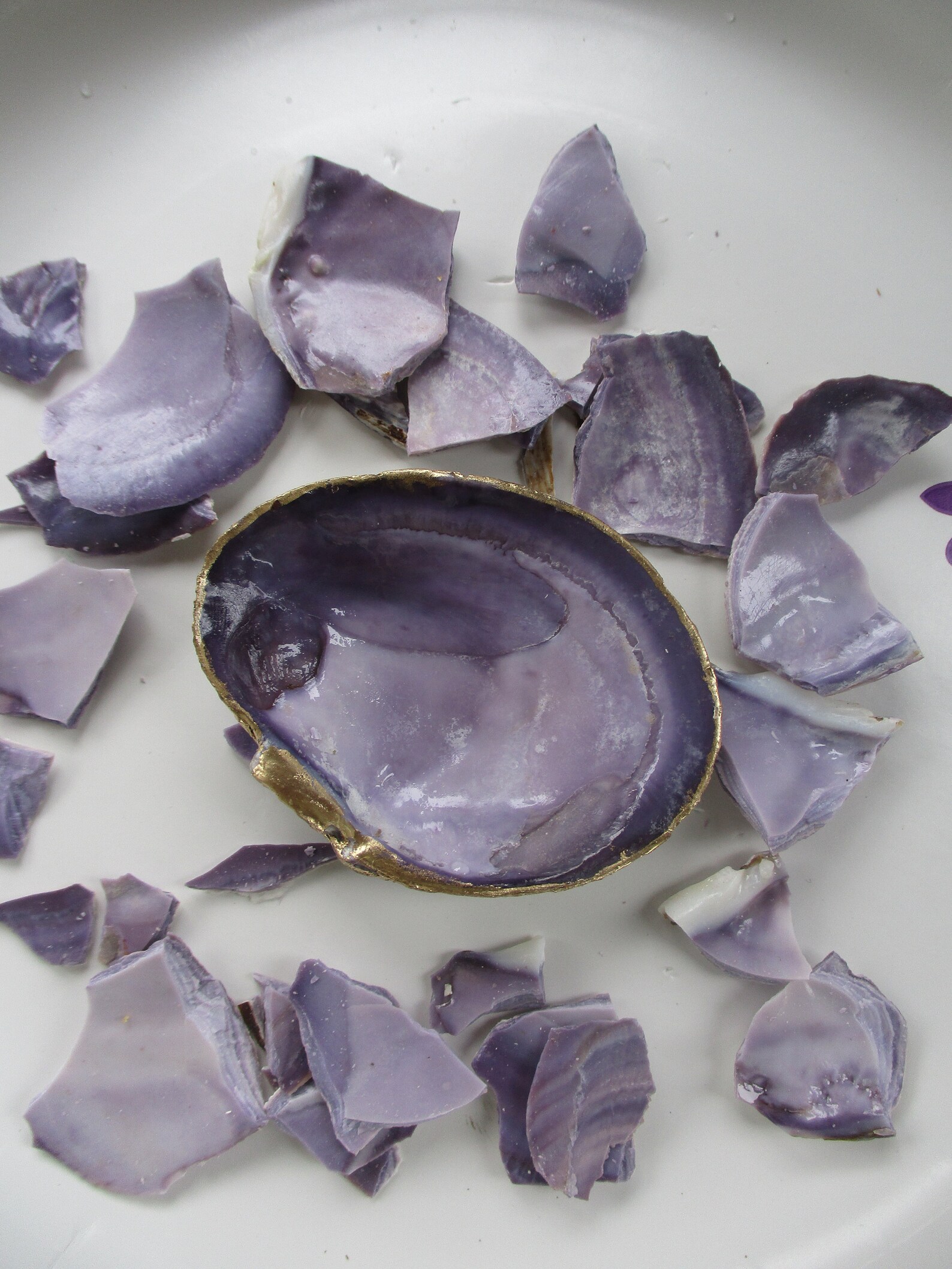 Purple Clam 12 Shells Purple Varnish Clam 1.5 to 2.5 Etsy
