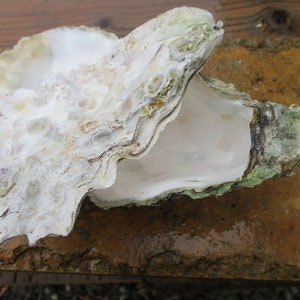 Oyster Shell Decor - Etsy