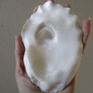 May include: A white oyster shell with a smooth, glossy surface and a slightly pink interior. The shell is held in a hand, with the inside of the shell facing the camera.