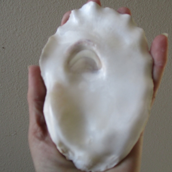 2 Large 4-7" Flat wide oyster shells 4" wide, sold in pairs, large wide gorgeous oyster lid, flat oyster shell.