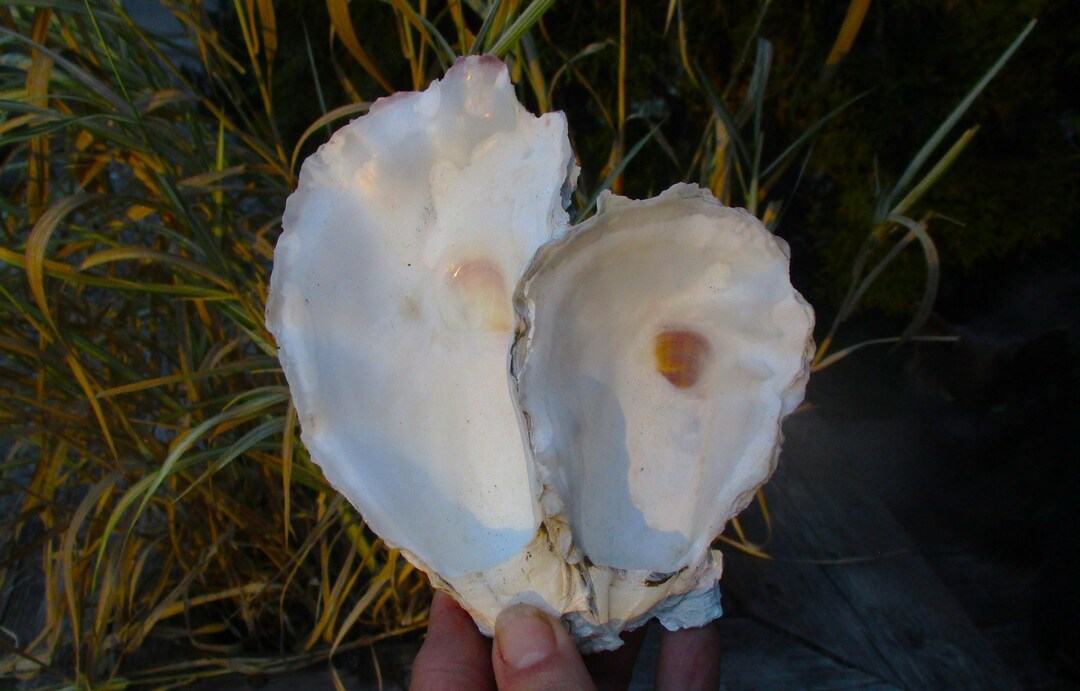Cluster Shell, Side by Side. - Etsy
