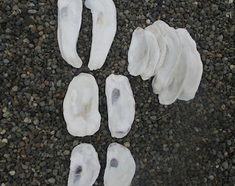 10 ostras planas de 3-7", tapas de ostra, se ofrecen en lotes de 2, 4, 6 o 10 conchas. Los costos de envío se ajustan por pedido.