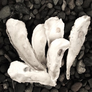 May include: A group of five white oyster shells arranged in a fan shape on a bed of dark gray pebbles.