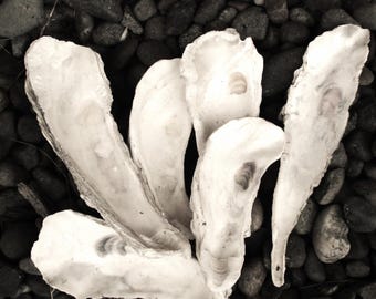 Juego de 5 ostras en conchas de copa delgadas y profundas.