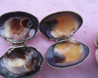 Conchas de almeja de Manila 20 conchas de almeja coloridas, conchas de almeja de 2" a granel, concha de almeja con color intenso