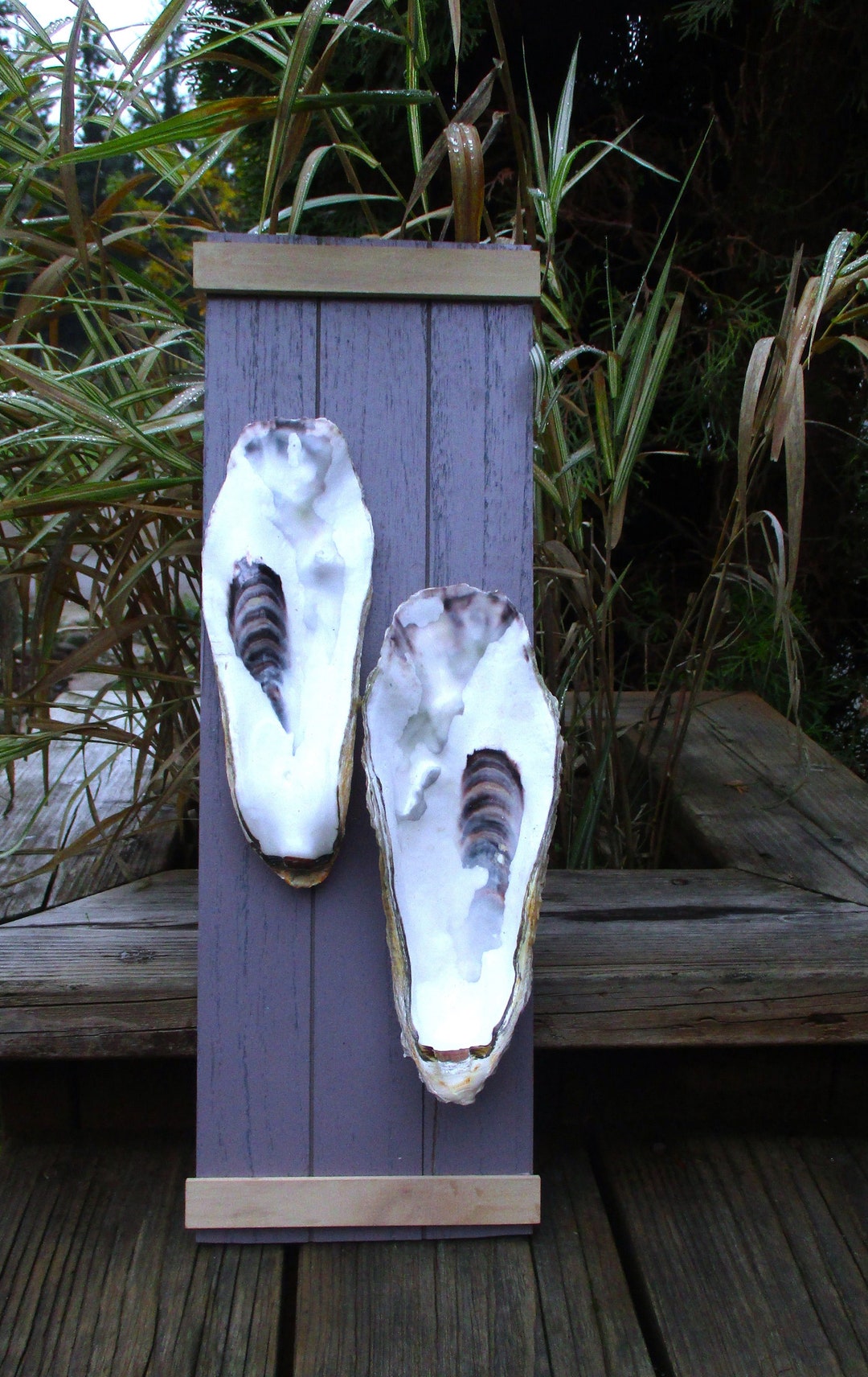 Oyster Wall Art With 9 Shells Etsy