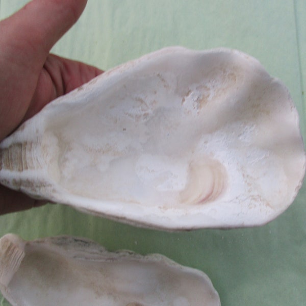 large oyster (2) 5"+,  cup shells  for DIY, Decoupage shells,