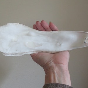 May include: A large, white, smooth, oval-shaped seashell with a slightly rough texture. The shell is held in a hand.