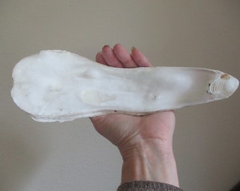 Ostra plana enorme de 7 a 11 pulgadas, conchas de tapa de ostra