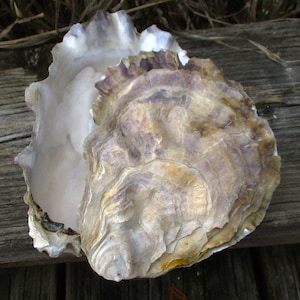 Whole empty oyster 3-10"  Empty clean whole oyster, oyster shells with cup and lid, Shell box