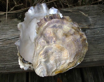 Whole empty oyster 3-10"  Empty clean whole oyster, oyster shells with cup and lid, Shell box