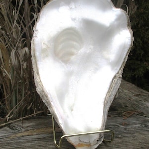 Large Fan Oyster Shell Lid, 9x5 1/2 Rare! Coastal Decor, Serving Dish,  smaller sizes(4-6 inch Single or Pairs)