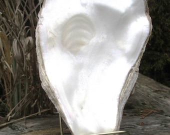 Tapa de concha de ostra en forma de abanico grande, 23 x 14 cm. ¡Excepcional! Decoración costera. Plato para servir, tamaños más pequeños (10-15 cm, individual o en pares).