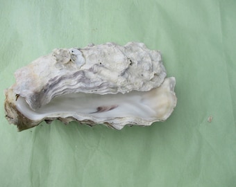 Ostra vacía entera de 3 a 10 pulgadas Ostra vacía, limpia y entera, conchas de ostra con taza y tapa