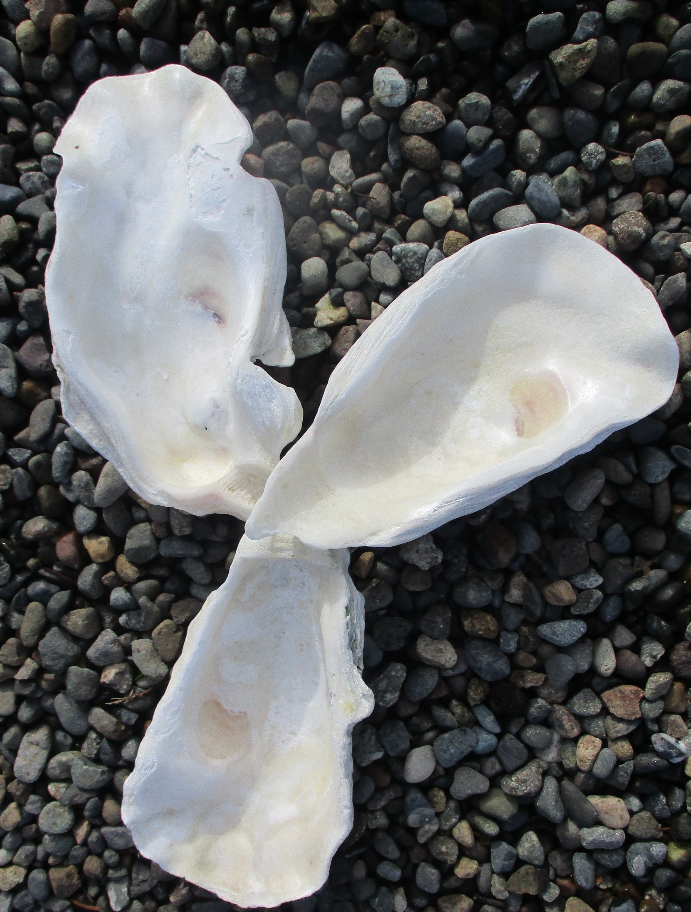 Large oyster shells 3 5 to 5.5 inches set of Etsy