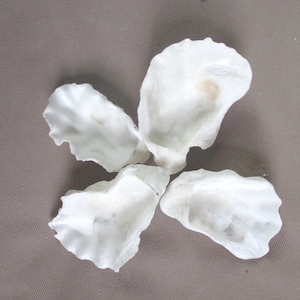 May include: Four white oyster shells with a slightly rough texture.