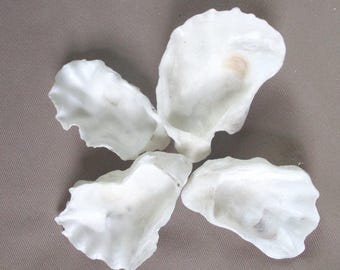 Conchas de ostras de 4", conchas de formas encantadoras,