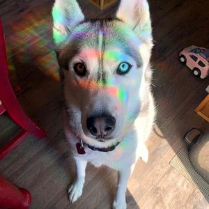 May include: A husky dog with blue and brown eyes sits on a wooden floor. The dog is looking directly at the camera. The dog's fur is white and gray. The dog's face is covered in rainbow light.