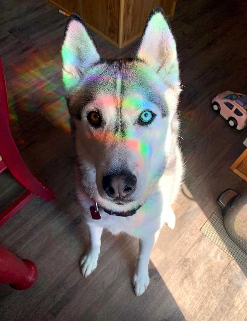 May include: A husky dog with blue and brown eyes sits on a wooden floor. The dog is looking directly at the camera. The dog's fur is white and gray. The dog's face is covered in rainbow light.