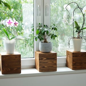 Puede incluir: Tres plantas en maceta sobre soportes de cubo de madera delante de una ventana. Las plantas son una orqu&iacute;dea con flores rosas y blancas, una planta verde de hoja y una orqu&iacute;dea blanca con flores blancas.