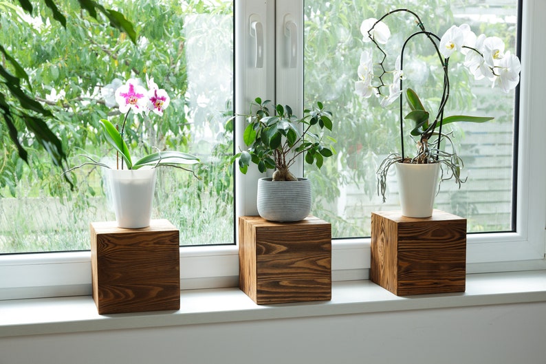 Puede incluir: Tres plantas en maceta sobre soportes de cubo de madera delante de una ventana. Las plantas son una orqu&iacute;dea con flores rosas y blancas, una planta verde de hoja y una orqu&iacute;dea blanca con flores blancas.