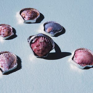 Scallop Shell Silver Ring | Shell Sterling Silver Ring Made to order in your size | Beachy Sterling Silver Jewelry