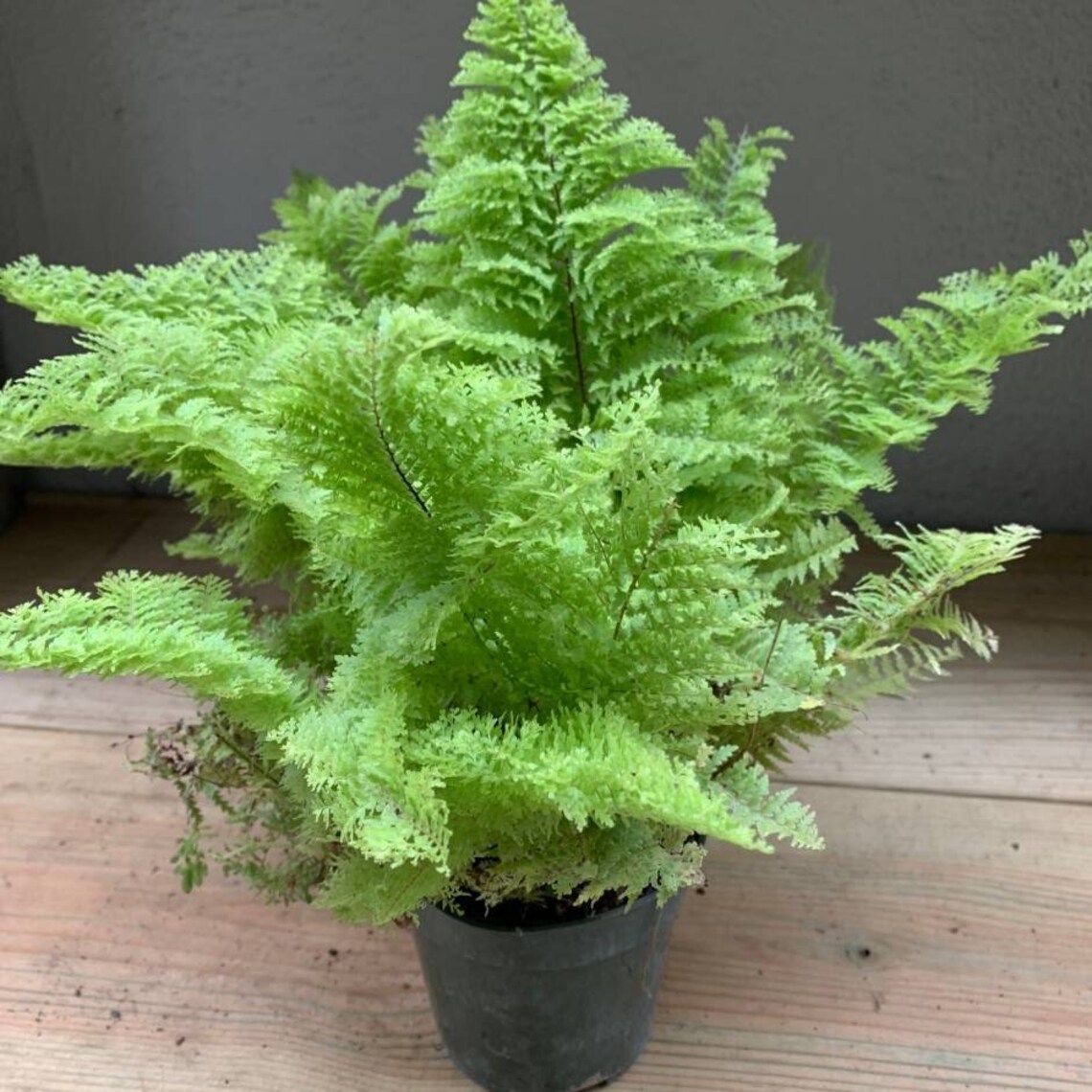 Cotton Candy Fern 2 pack in 3 inch pots live plants Etsy