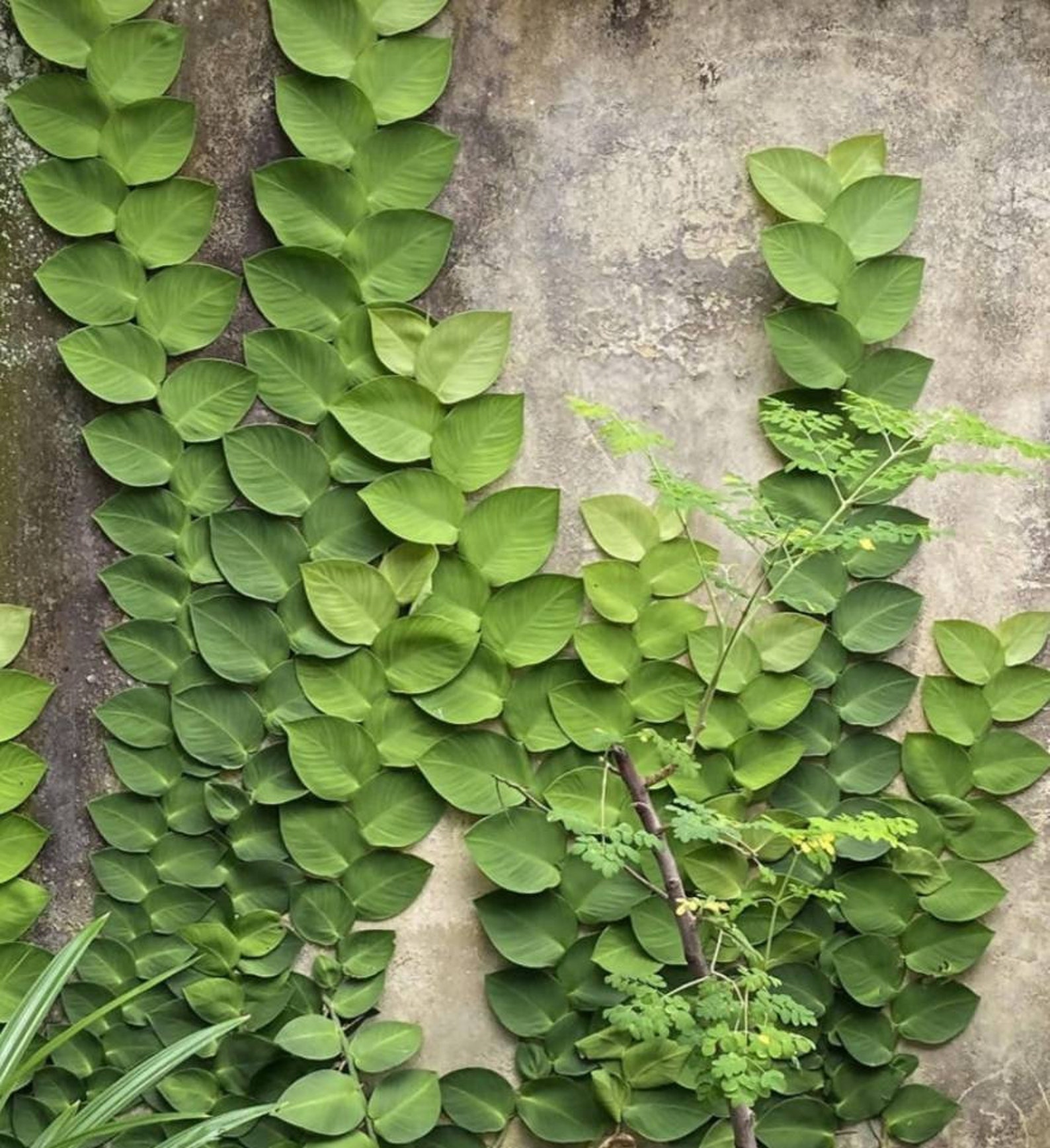 Shingle Plant Live With Board shipped Bare Root Etsy