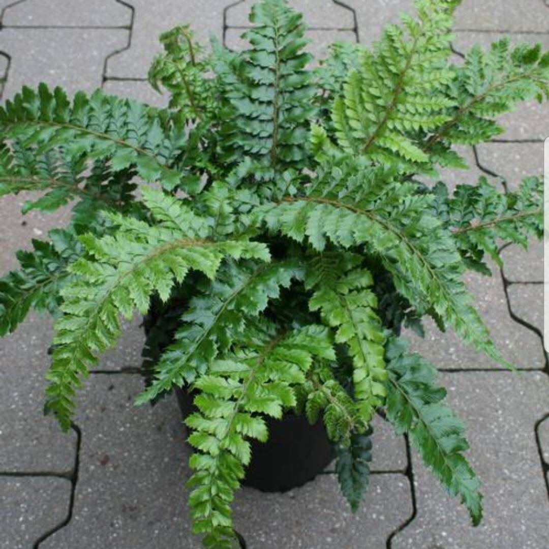 Tassel fern 3 inch pot live plants 2 pack Etsy
