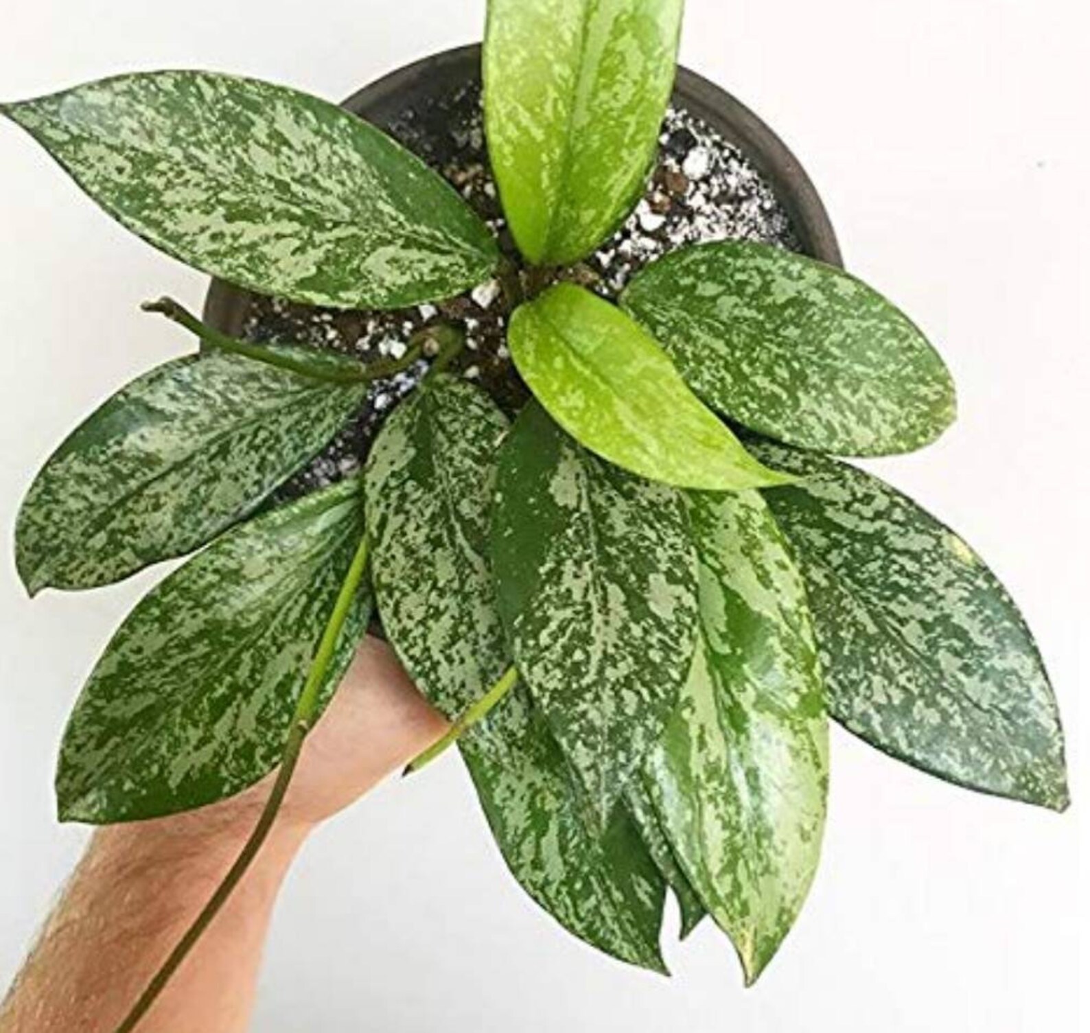Rare Hoya Pubicalyx Super Splash wax live plant 3 inch pot Etsy