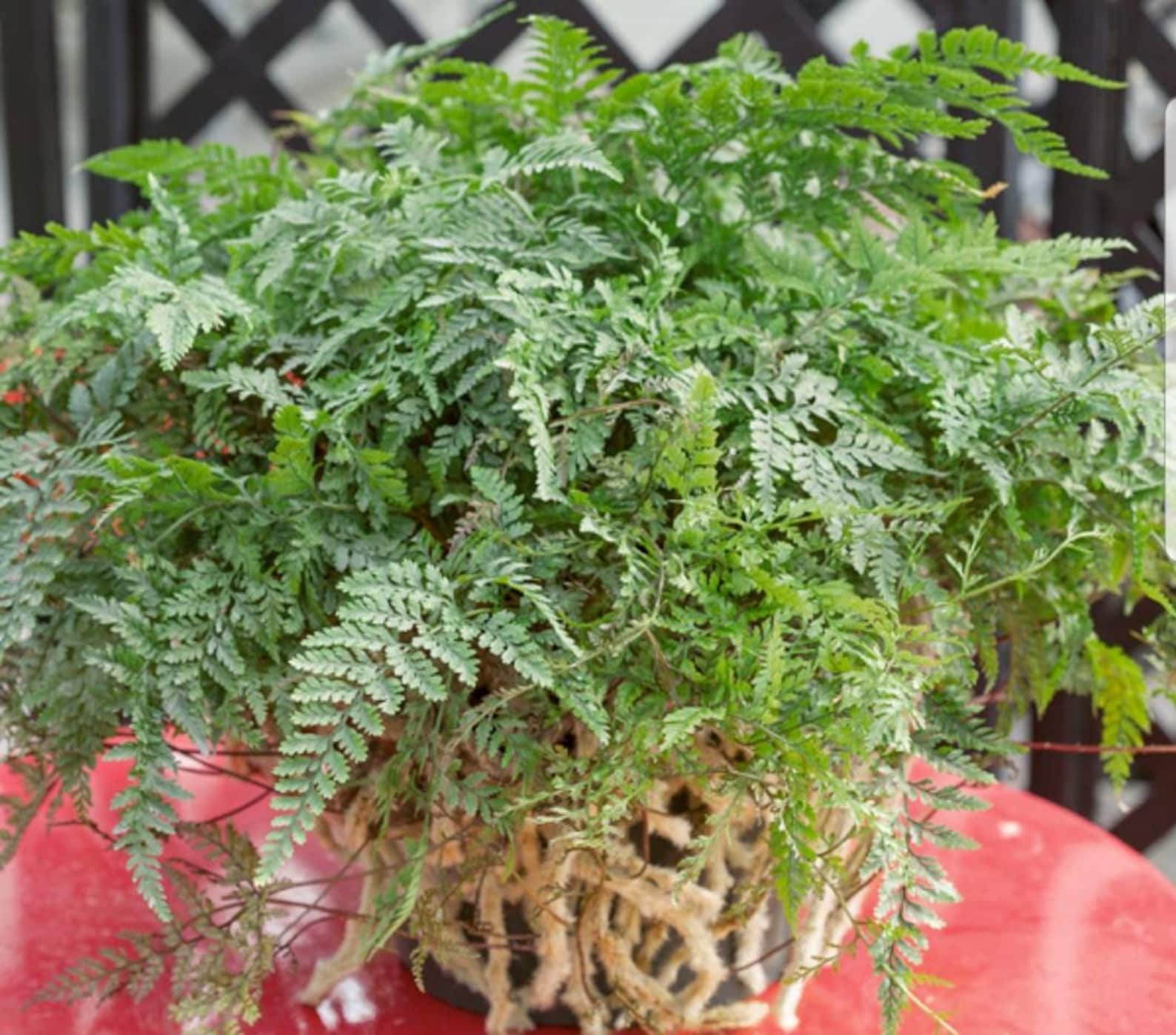 Rabbit foot fern 2inch pot live plant Etsy